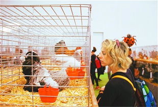 高卢雄鸡卫冕 法国300种家禽牲畜同场竞技，展现农业多样性与本土骄傲