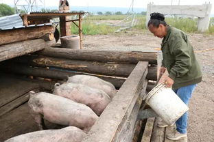 绰源林间‘溜达鸡’养成记 家禽牲畜与自然共舞