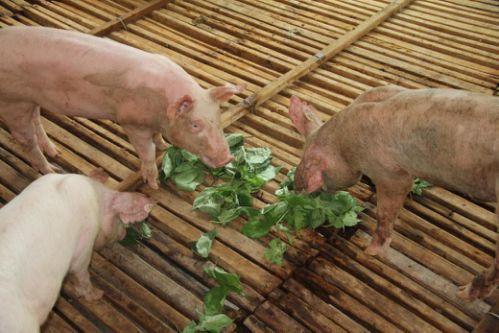 杂交构树构香猪，舌尖上的记忆重现