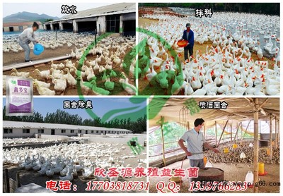养鸡场除臭剂选购指南 价格与品牌推荐
