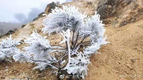 广东落雪了！南海今晨最低4.7℃，冷空气持续加码，家禽牲畜如何安全过冬？